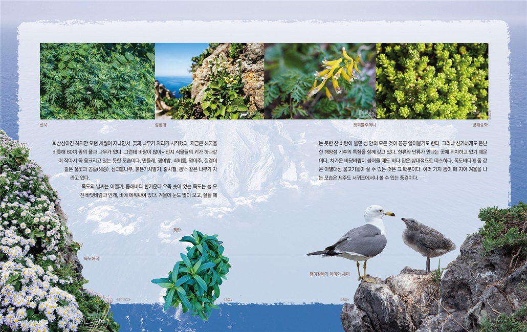 강치야독도야동해바다야_3