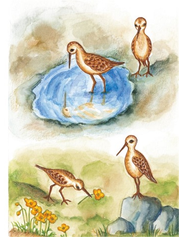 새는 뒤로 날지 않는다_2